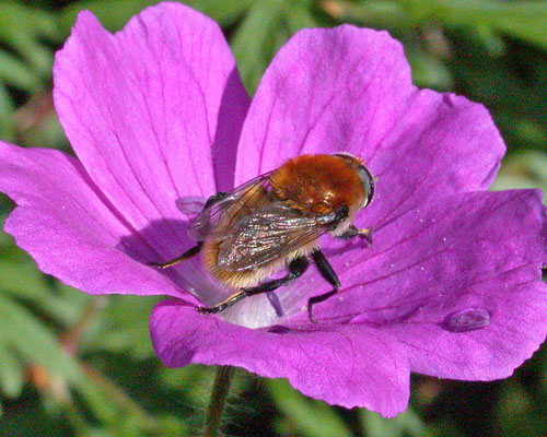 Merodon equestris - Grote narcisvlieg