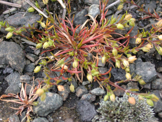 Sagina procumbens - Liggend vetmuur