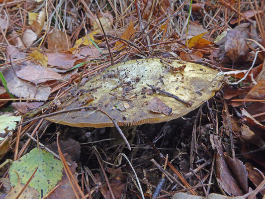 Lactarius necator - Zwartgroene melkzwam