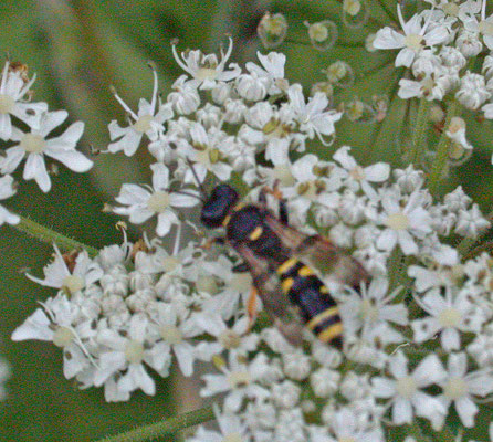 Cerceris rybyensis - Groefbijendoder