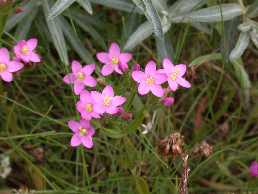 Centaurium littorale - Strandduizendguldenkruid