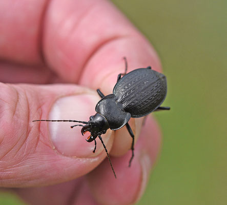 Carabus lusitanicus
