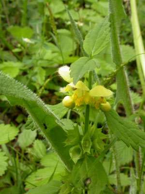Lamiastrum galeobdolon montanum - Grote gele dovenetel