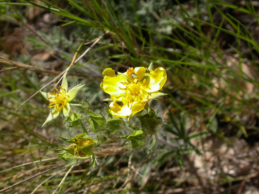 Potentilla hirta