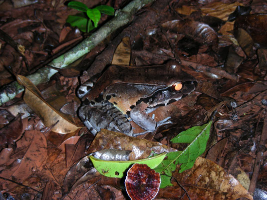Leptodactylus pentadactylus - Smoky Jungle Frog, South American Bullfrog