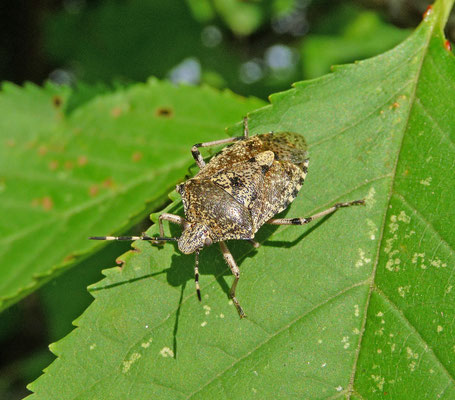 Rhaphigaster nebulosa - Grauwe schildwants