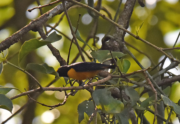Finch Euphonia