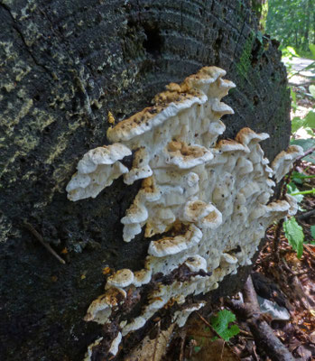 Antrodia serialis - Kurkstrookzwam