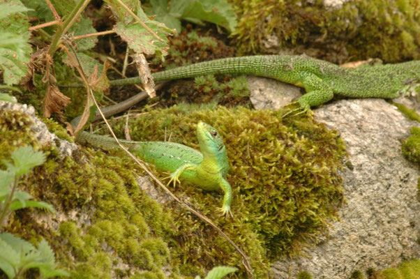 westelijke smaragdhagedis (Lacerta viridis)