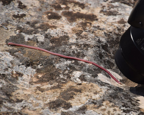 Simon Worm Snake (Rhinotyphlops simoni)