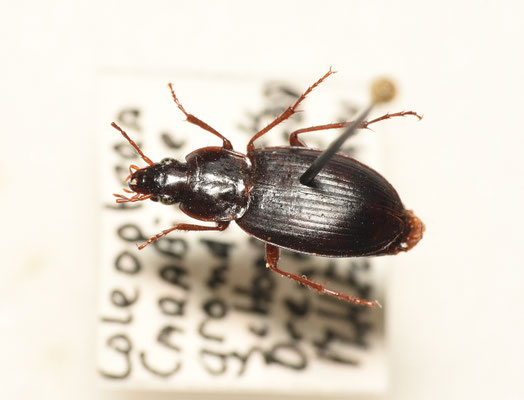 Calathus rotundicollis - Bostandklauw