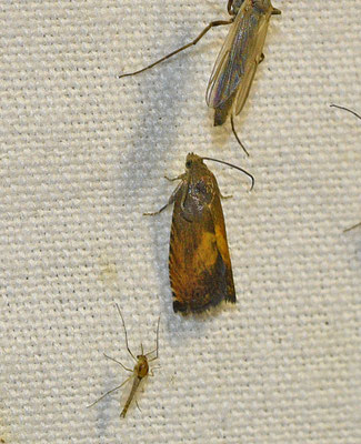 Pammene aurita - Morgenroodbladroller