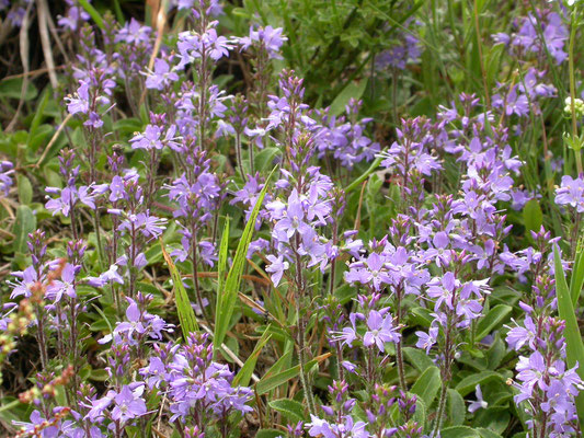 Veronica officinalis - Mannetjesereprijs