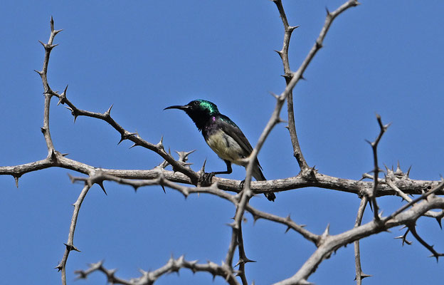 Nectarinia venusta - Variable Sunbird