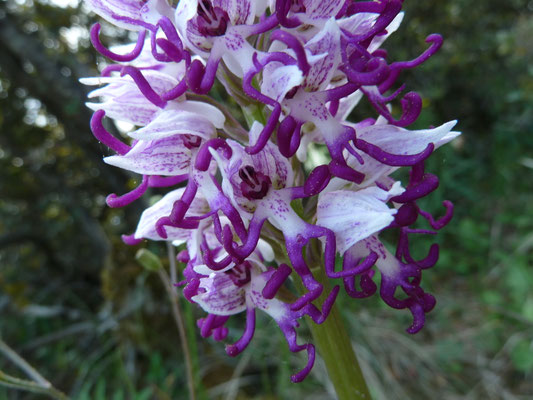 Orchis italica - Italiaanse orchis
