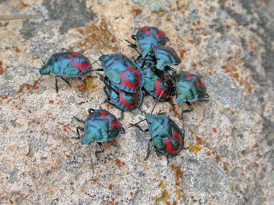 Zircrona coerulea - Blauwe schildwants