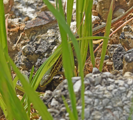Taurische Muurhagedis
