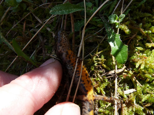 Triturus macedonicus (Macedonische kamsalamander)