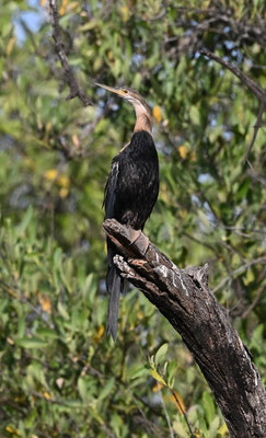 Anhinga rufa - African Darter