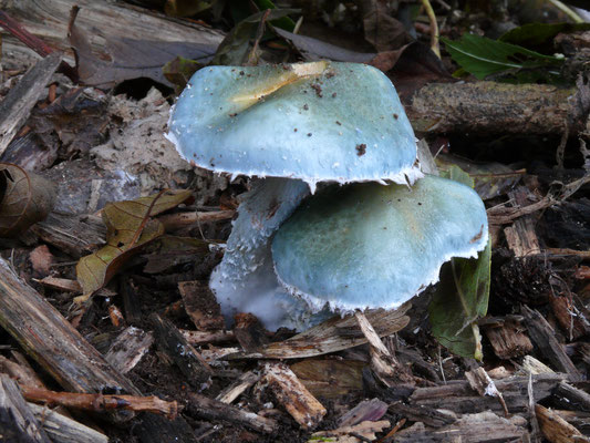 Stropharia caerulea - Valse kopergroenzwam
