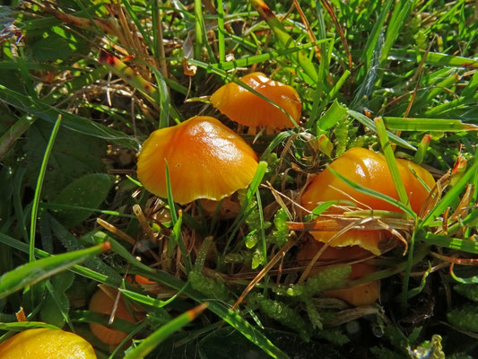 elfenwasplaat