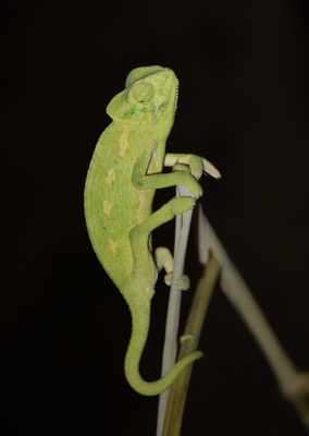 Europese kameleon (Chameleo chameleon)