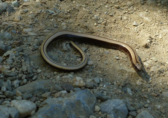 Anguis graecus