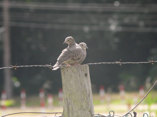 Common Ground Dove