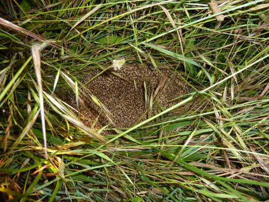 Erinaceus concolor (oostelijke egel)