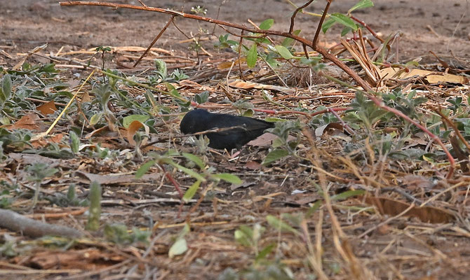 Vidua chalybeata - Village Indigobird