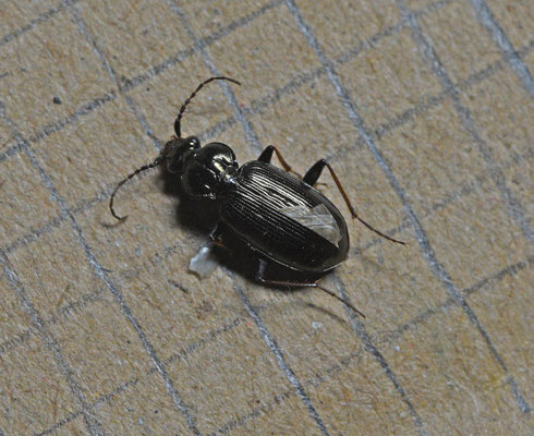 Loricera pilicornis - Borstelsprietloopkever