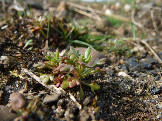 Saxifraga tridactylites - Kandelaartje