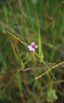 Erodium chium