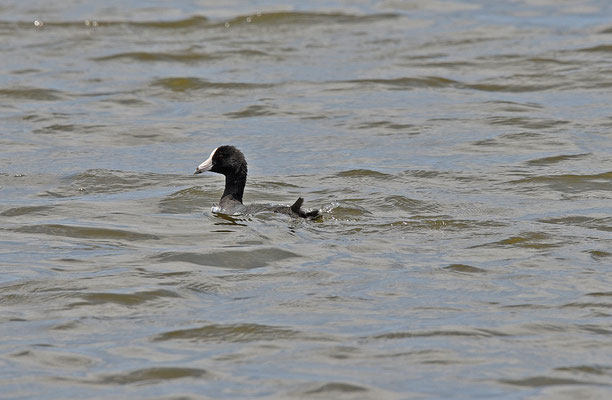 Caribbean Coot