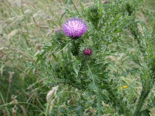 Carduus crispus - Kruldistel