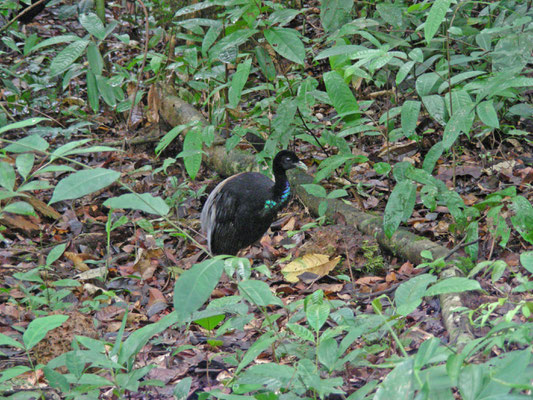 Gray-winged Trumpeter