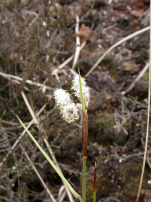 Carex pilulifera - Pilzegge