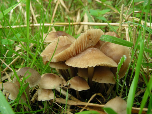 Marasmius oreades - Weidekringzwam
