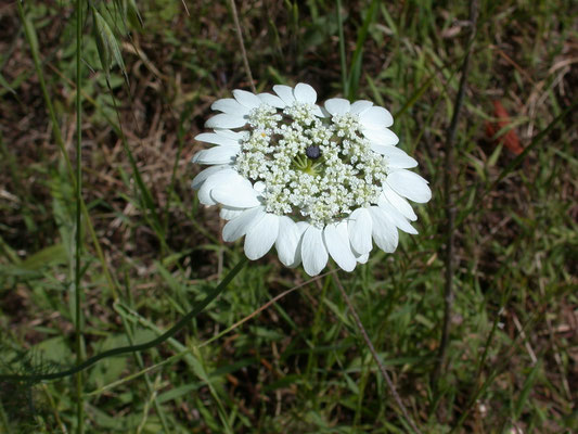 Artedia squamata