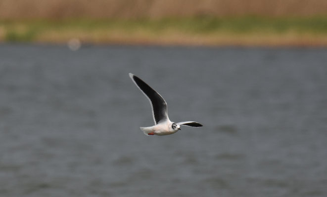 Dwergmeeuw