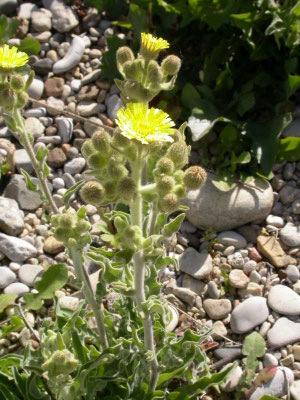 Andryala integrifolia