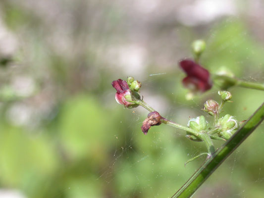 Scrophularia lucida