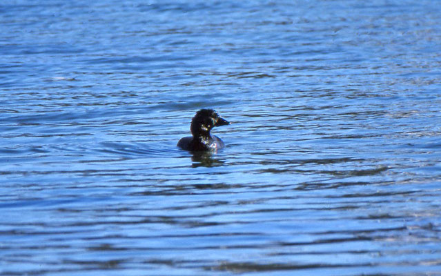 Musked Duck