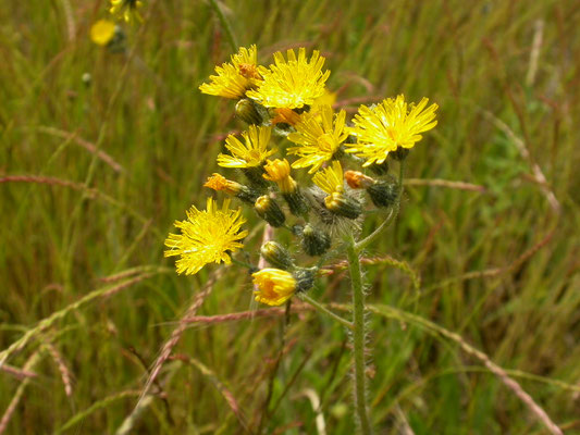 Hieracium praealtum - Grijs havikskruid