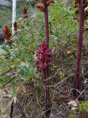 Orobanche foetida