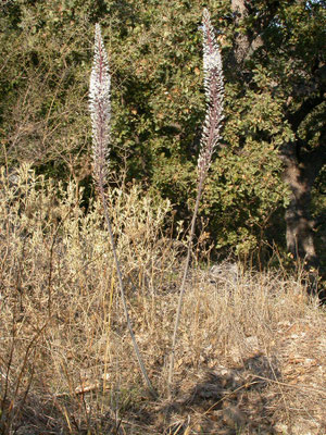 Urginia maritima