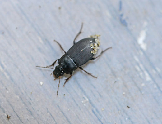 Harpalus anxius - Variabele kruiper