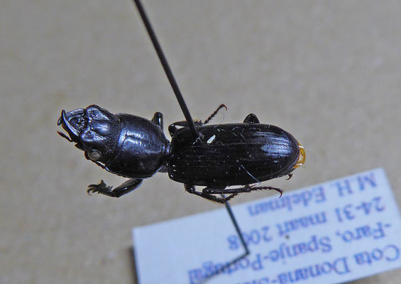 Scarites planus