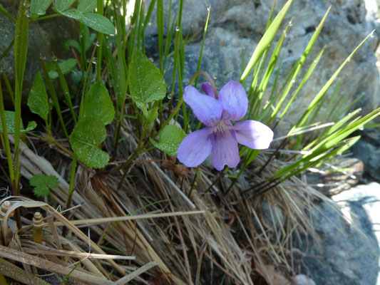 Viola alba subsp dehnadtii
