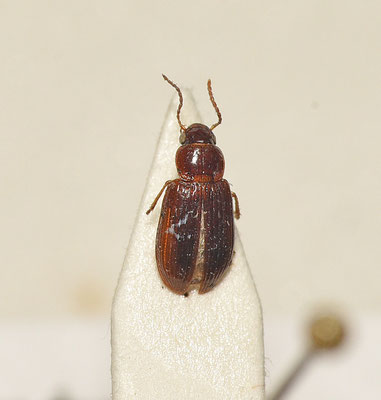 Bradycellus harpalinus - Gewone rondbuik